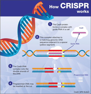CRISPR Gene Editing: Ethical Questions and Health Risks