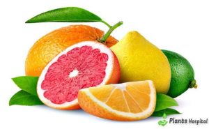 Citrus and Depression: Eating Oranges May Lower Risk