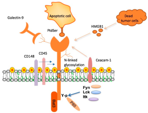 TIM-3 Therapy for Alzheimer’s: A Promising New Approach