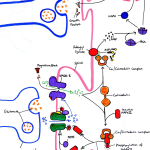 Mapping Synaptic Plasticity: Insights into Memory Formation