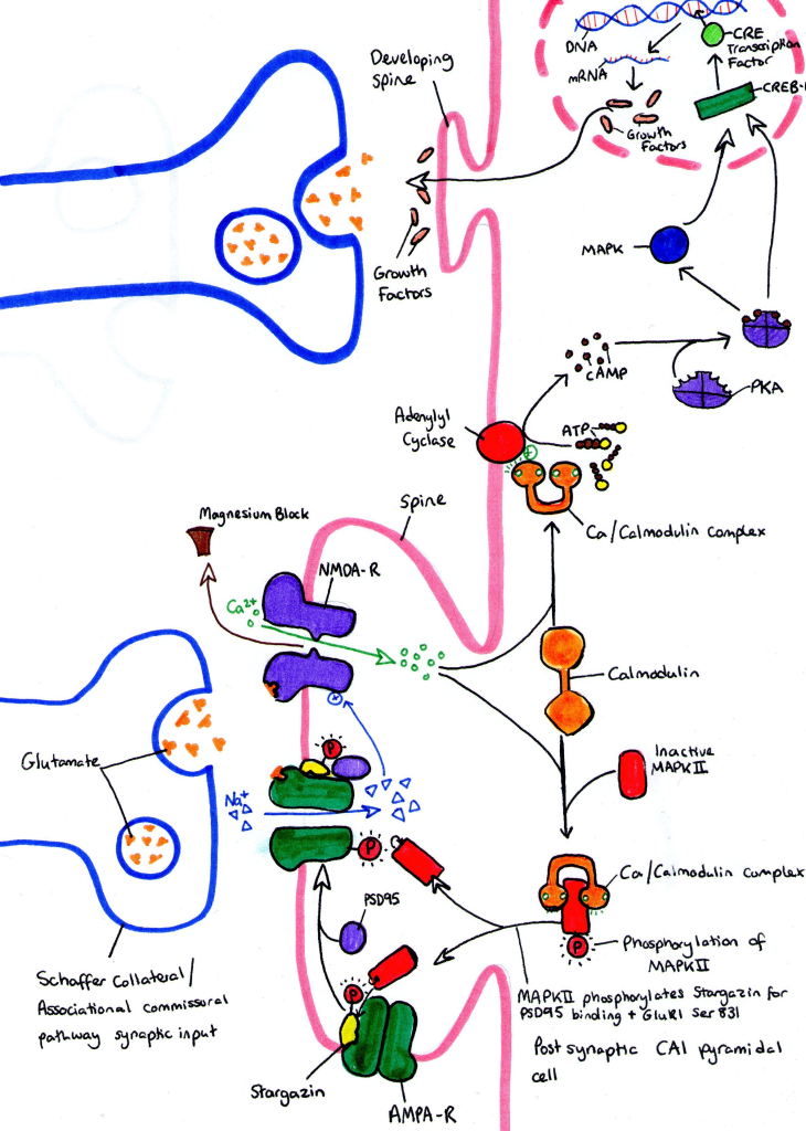 Mapping Synaptic Plasticity: Insights into Memory Formation
